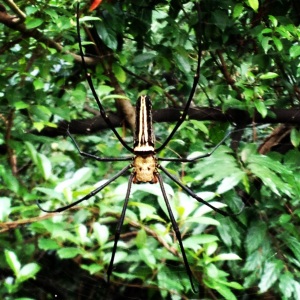 A golden orb spider on the trail. Beautiful, but also terrifying.  Their venom has an effect on their prey similar to that of the Black Widow, but much less powerful and not harmful to humans.